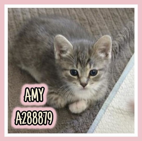 AMY, Baby Domestic Short Hair (short coat), cat for adoption in Macon, Georgia