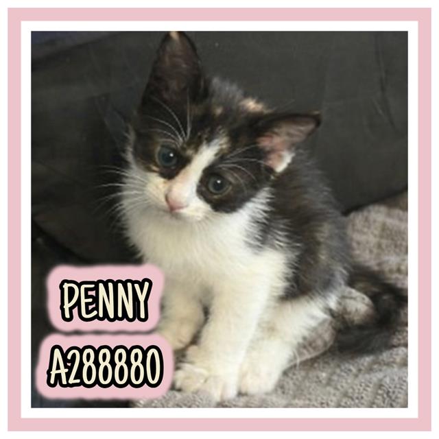 PENNY