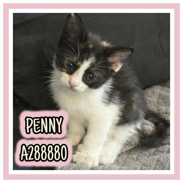 PENNY