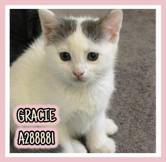 GRACIE