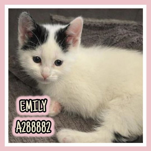 EMILY, Baby Domestic Short Hair (short coat), cat for adoption in Macon, Georgia