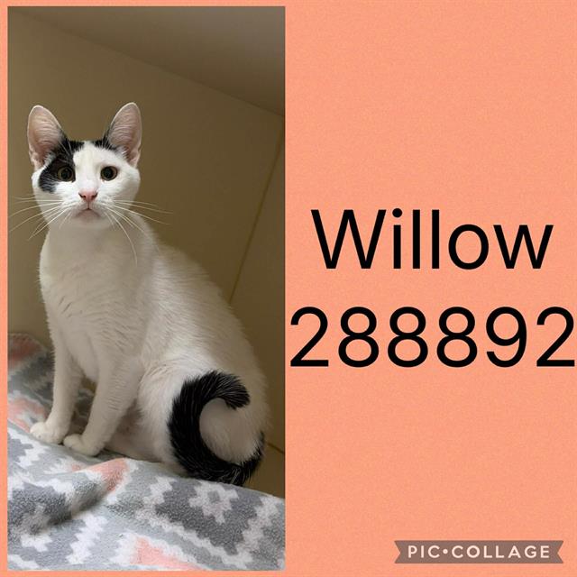 WILLOW