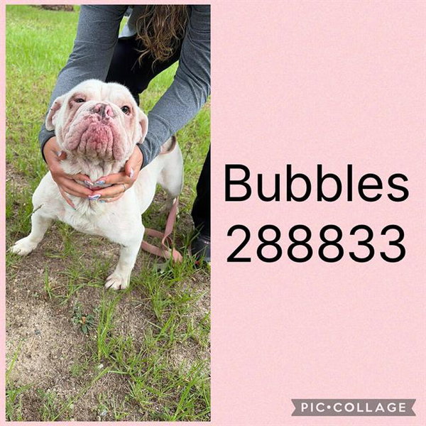 BUBBLES
