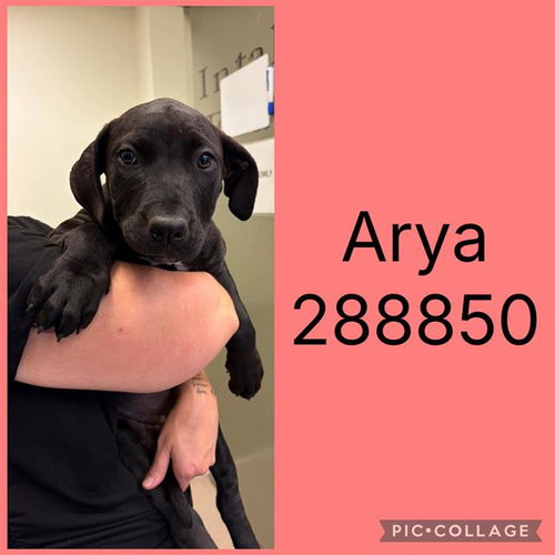 ARYA