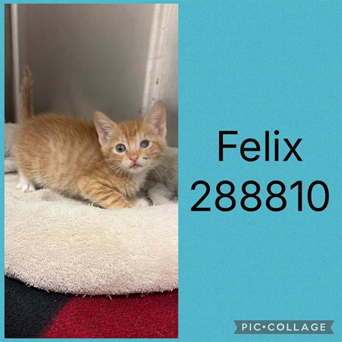 FELIX
