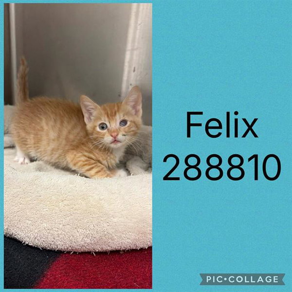 FELIX