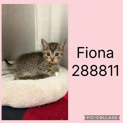 FIONA