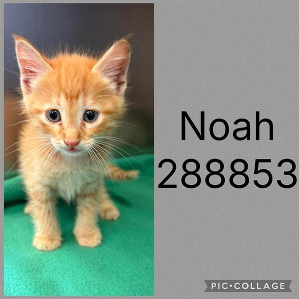 NOAH