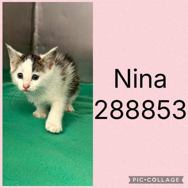 NINA