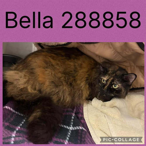 BELLA