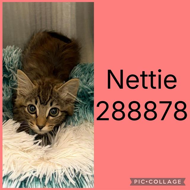 NETTIE