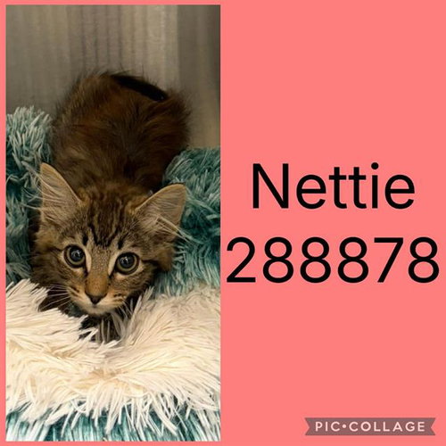 NETTIE
