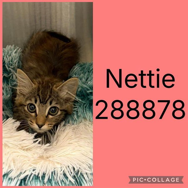 NETTIE