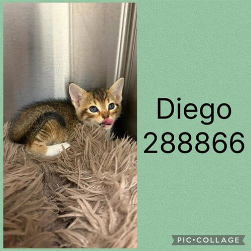 DIEGO, an adoptable Domestic Short Hair in Macon, GA