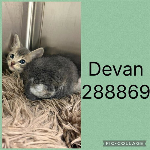 DEVAN, an adoptable Domestic Short Hair in Macon, GA