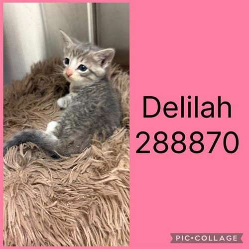 DELILAH, an adoptable Domestic Short Hair in Macon, GA