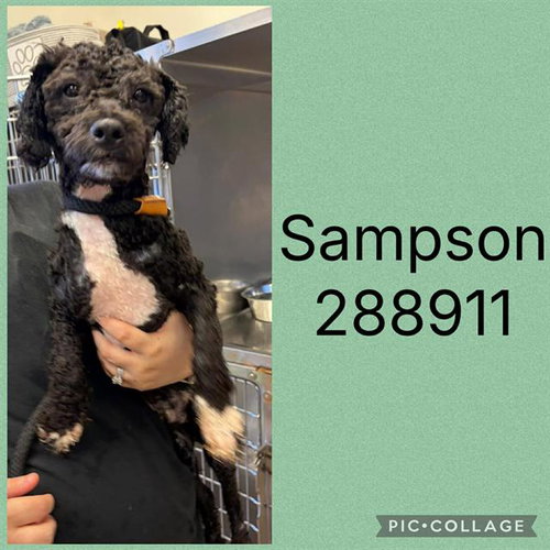 SAMPSON, an adoptable Poodle in Macon, GA