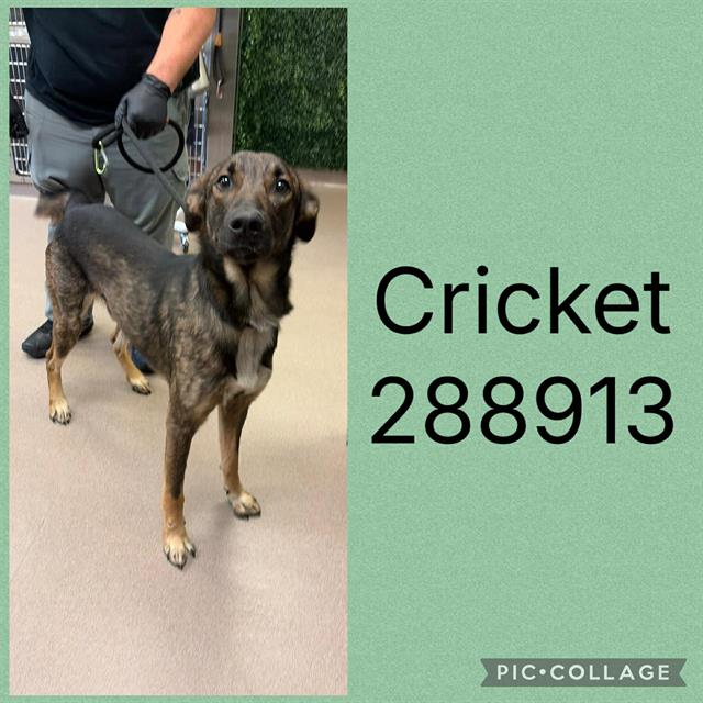 CRICKET