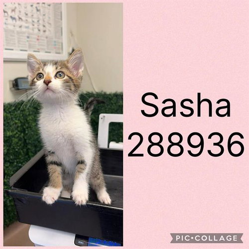 SASHA, an adoptable Domestic Short Hair in Macon, GA
