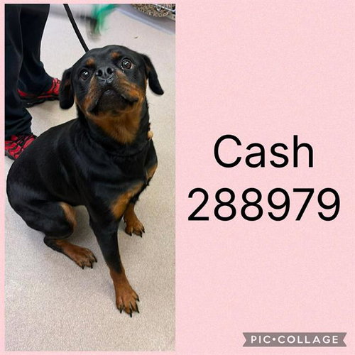 CASH, an adoptable Rottweiler in Macon, GA