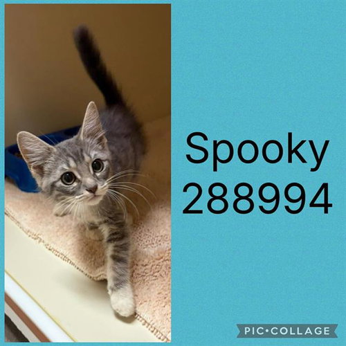 SPOOKY, an adoptable Domestic Short Hair in Macon, GA