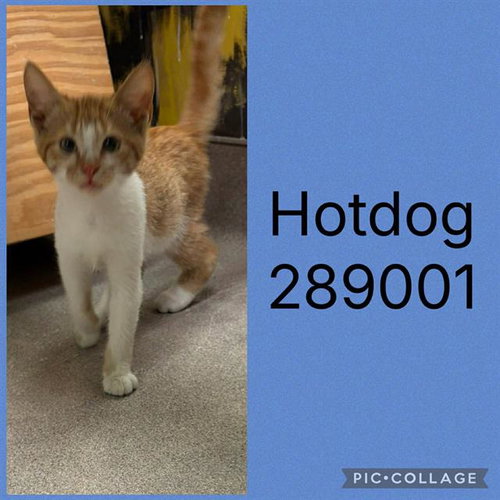 HOTDOG, an adoptable Domestic Short Hair in Macon, GA