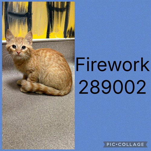 A289002, an adoptable Domestic Short Hair in Macon, GA