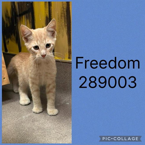 A289003, an adoptable Domestic Short Hair in Macon, GA