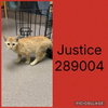 JUSTICE - Photo 1