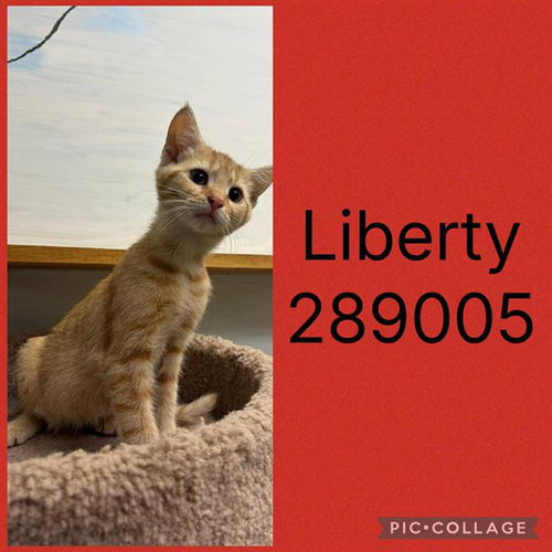 LIBERTY, an adoptable Domestic Short Hair in Macon, GA