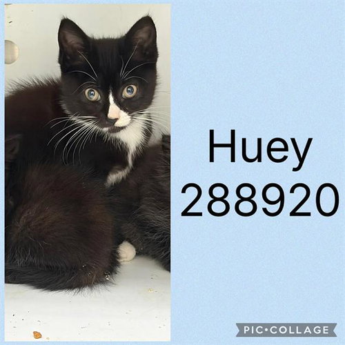 HUEY, an adoptable Domestic Short Hair in Macon, GA