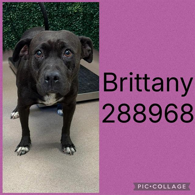 BRITTANY