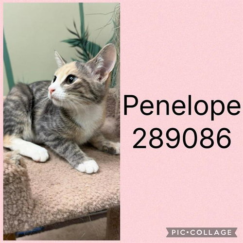 Penelope