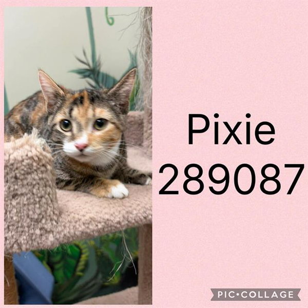 PIXIE