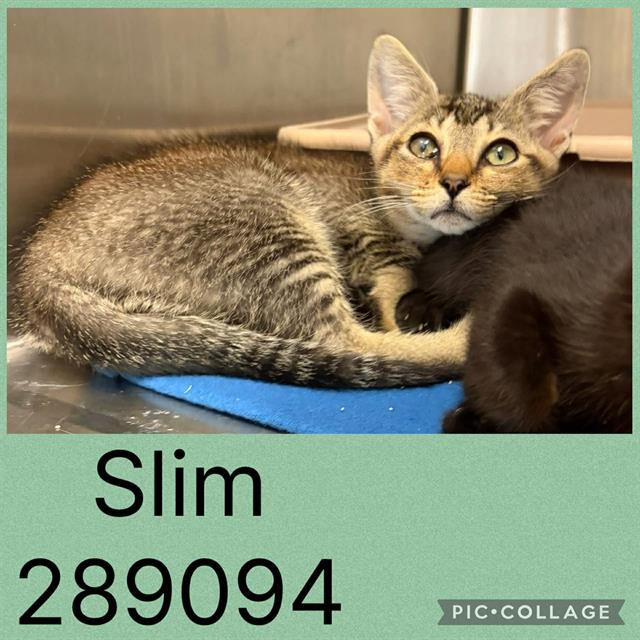 SLIM Image