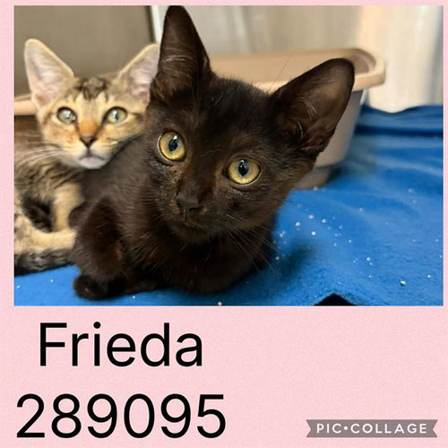Frieda