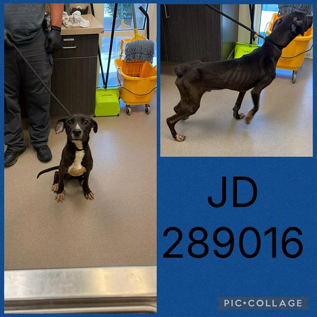 JD