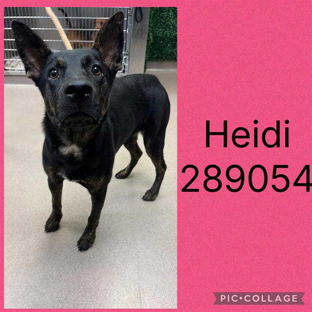 HEIDI