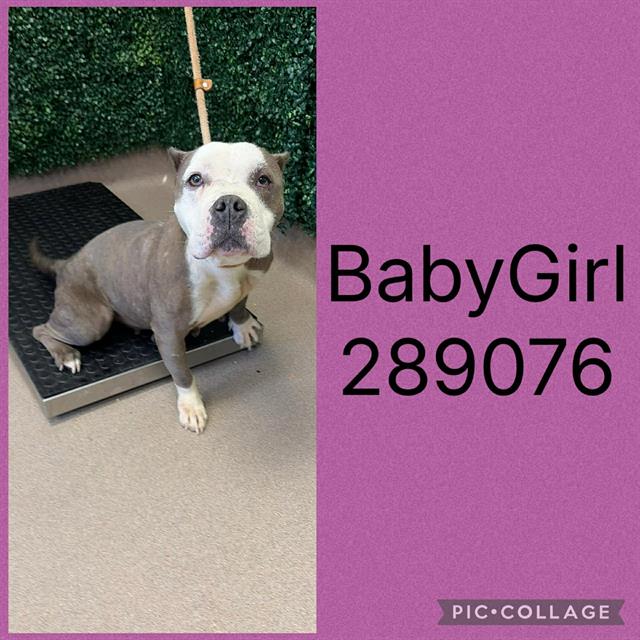 BABY GIRL