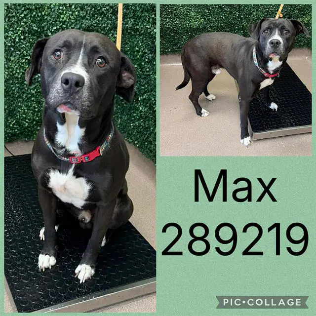 Max - Labrador Retriever
