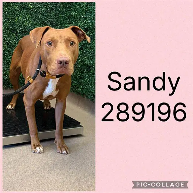 Sandy - Labrador Retriever