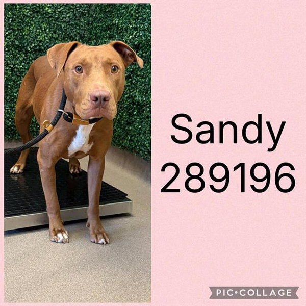 SANDY