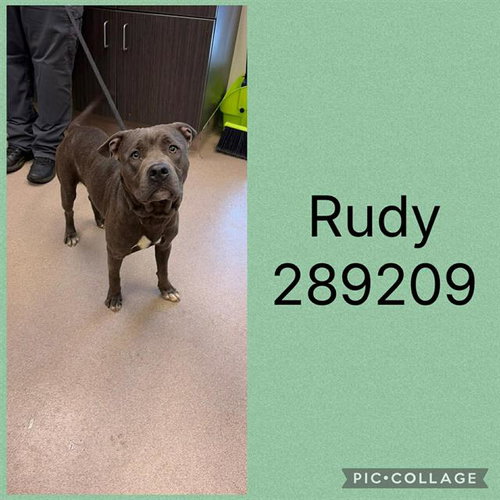 picture of the dog needing adoption