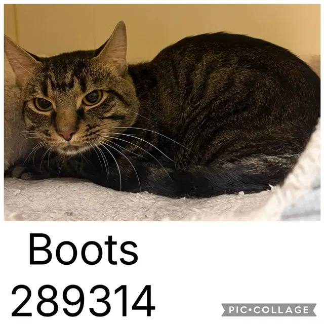 Boots - Domestic Short Hair