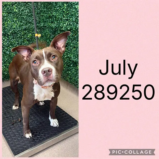 July - Pit Bull Terrier