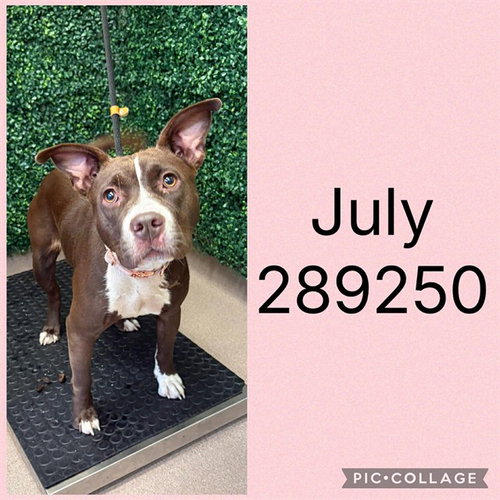 picture of the dog needing adoption
