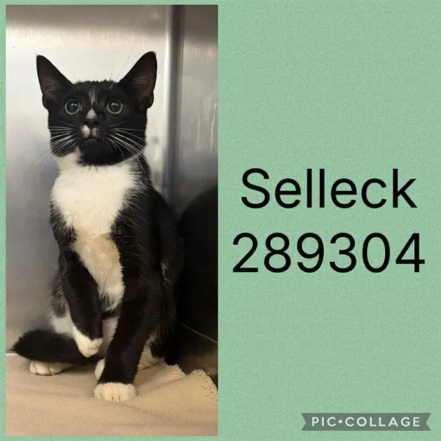 Selleck - Domestic Short Hair