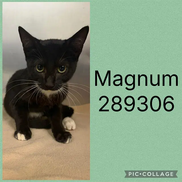Magnum - Domestic Short Hair