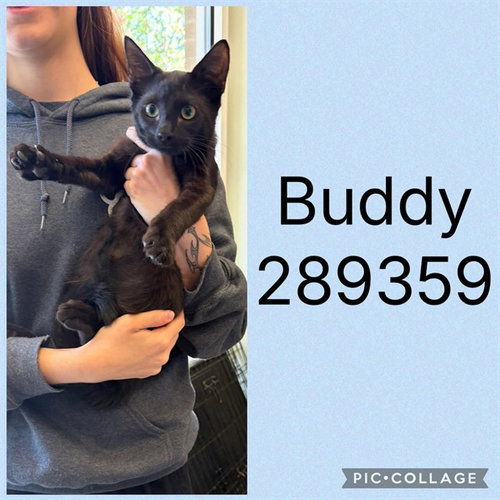 picture of the cat needing adoption