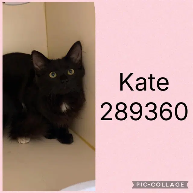 Unknown - Domestic Short Hair